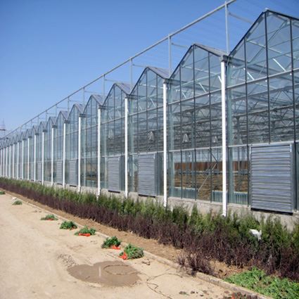 Venlo Glass Greenhouse