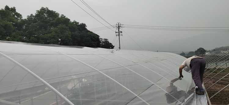 Vegetable Greenhouse Vegetable Greenhouse