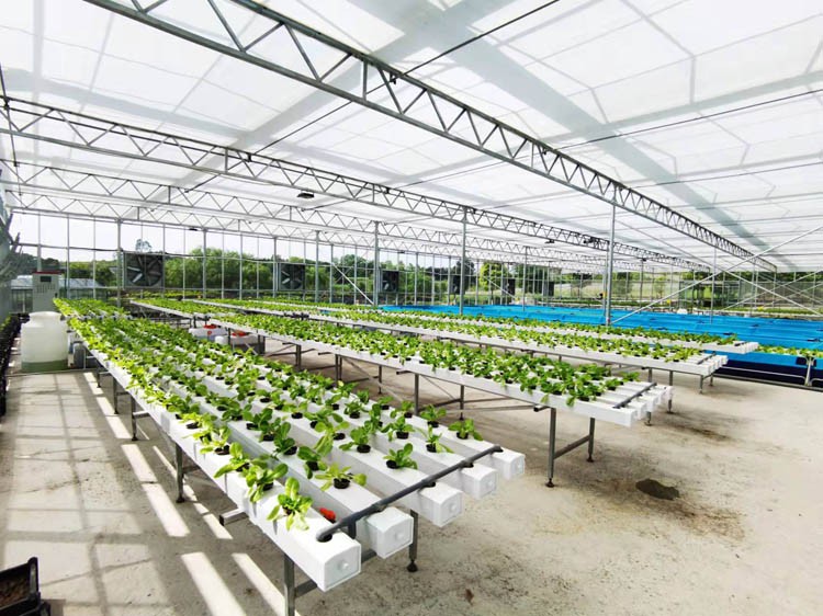 vegetable greenhouses vegetable greenhouses