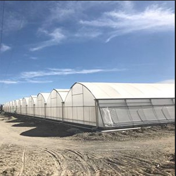 Zigzag Multi-span Greenhouse Zigzag Multi-span Greenhouse